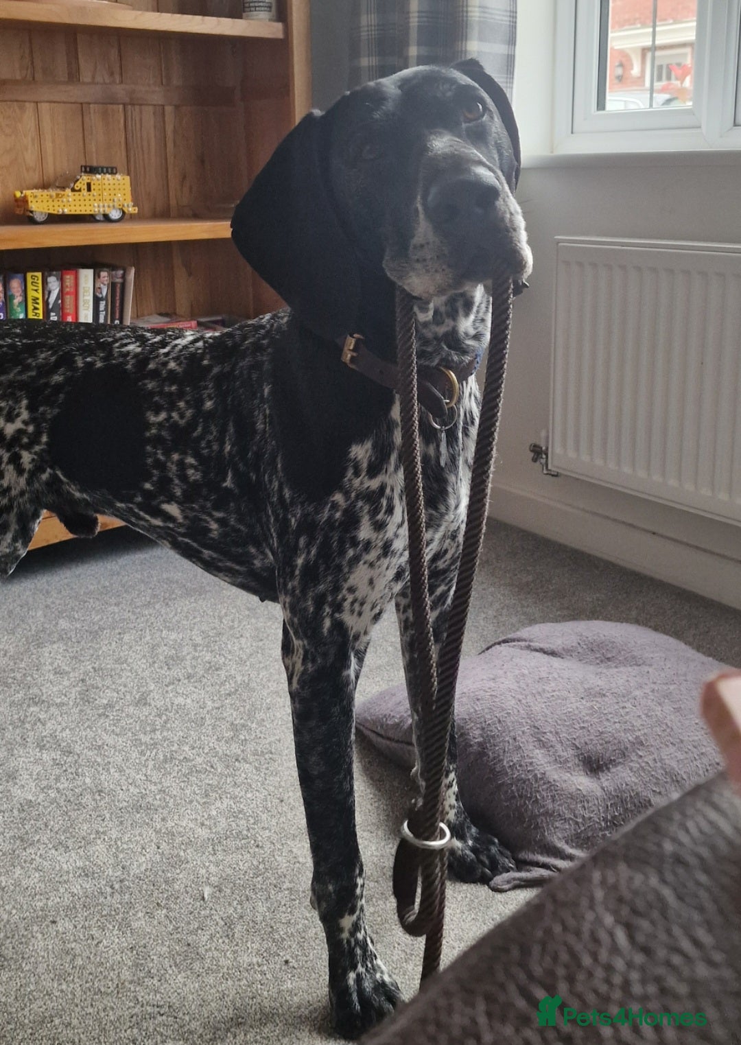 Pointer dogs for sale: 6 Year Old German Shorthaired Pointer - Advert 2