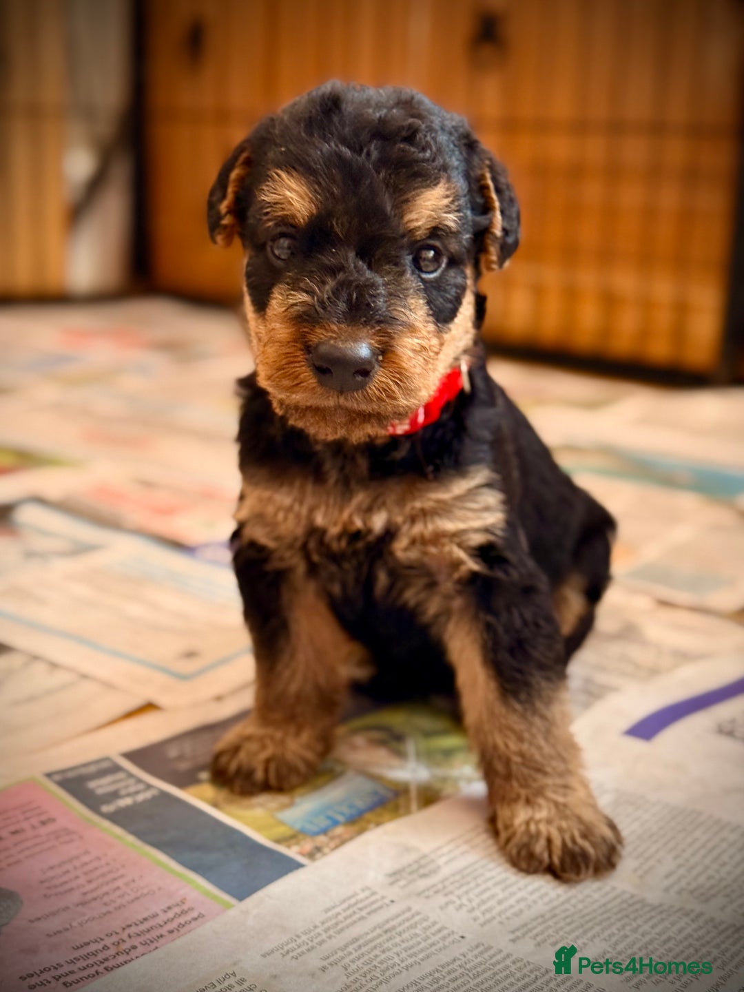 Airedale Terrier dogs for sale: ⭐️⭐️ ADORABLE KC REGISTERED  PUPS ⭐️⭐️ - Image 13