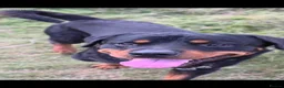 Rottweiler dogs for sale: Looking for his forever home - Advert 1