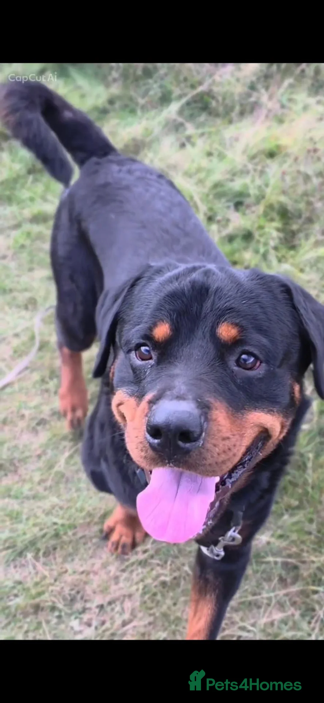 Rottweiler dogs for sale: Looking for his forever home - Advert 1