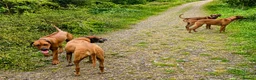 Rhodesian Ridgeback dogs for sale: KC RHODESIAN RIDGEBACK PUPPIES FOR SALE  in Carlisle - Advert 5