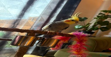 Cockatiels birds - Advert 14