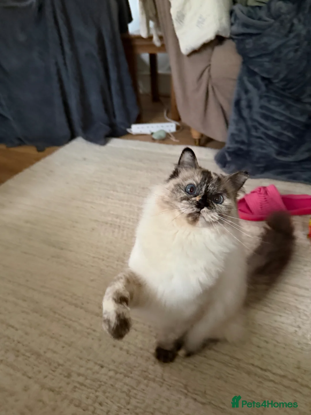 Ragdoll cats for sale: Torti ragdoll  - Advert 1