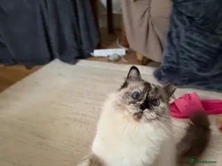 Ragdoll cats Torti ragdoll - Advert 2