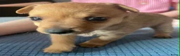 Mixed Breed dogs for adoption: Susie - Beautiful Tiny Min Pin Mix Girl Pup  - Advert 3