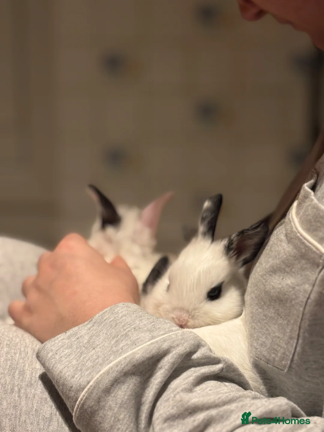 Mixed Breed rabbits for sale: Adorable Baby Lionhead Mix Bunnies - Advert 2