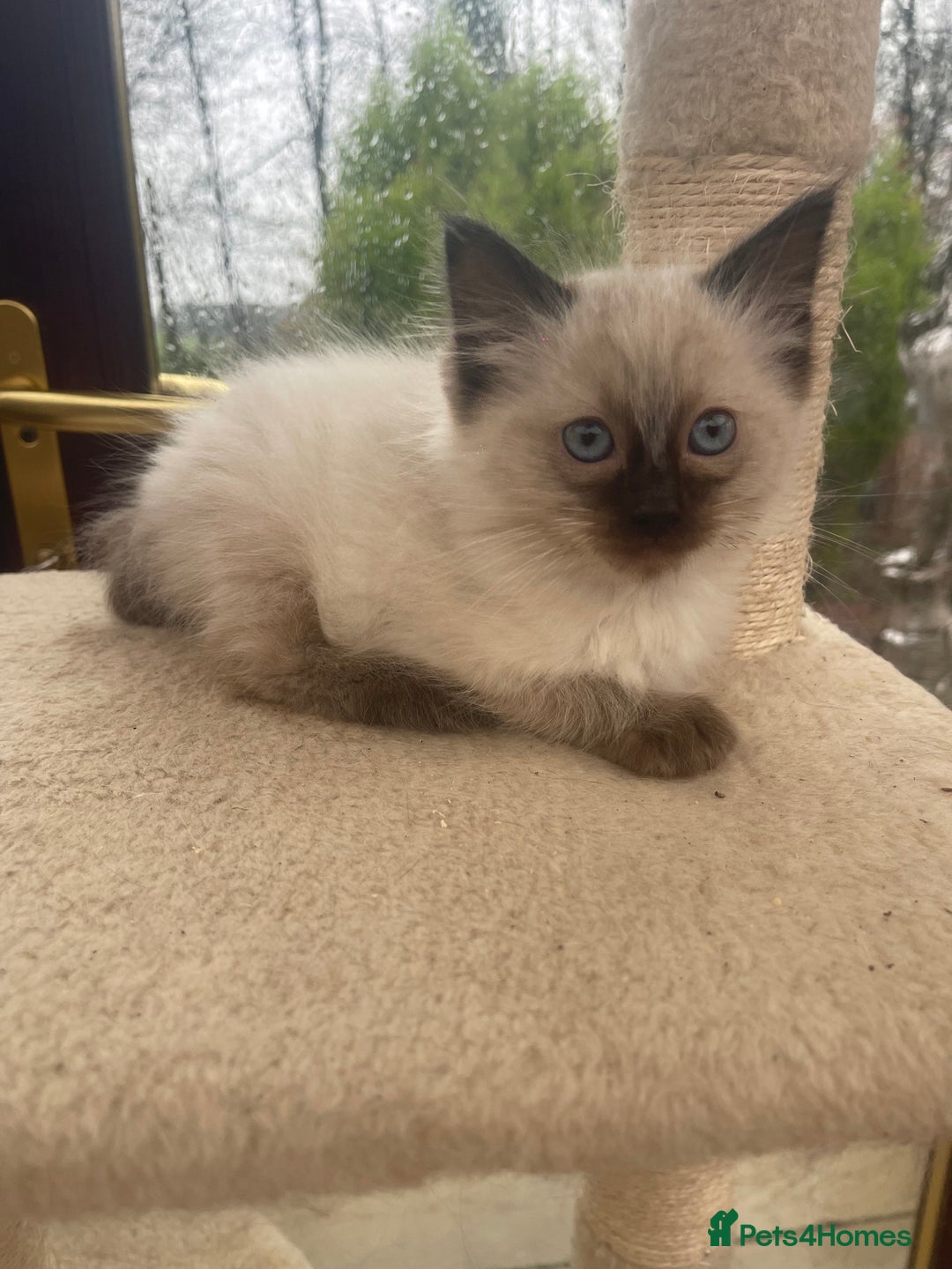 Ragdoll cats for sale: Gorgeous ragdoll boy - Advert 3