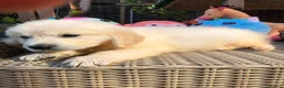 Golden Retriever dogs for sale: Beautiful golden retriever puppies  - Advert 7