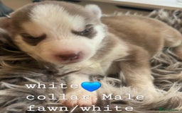 Siberian Husky dogs for sale: Siberian Husky puppies  - Image 5