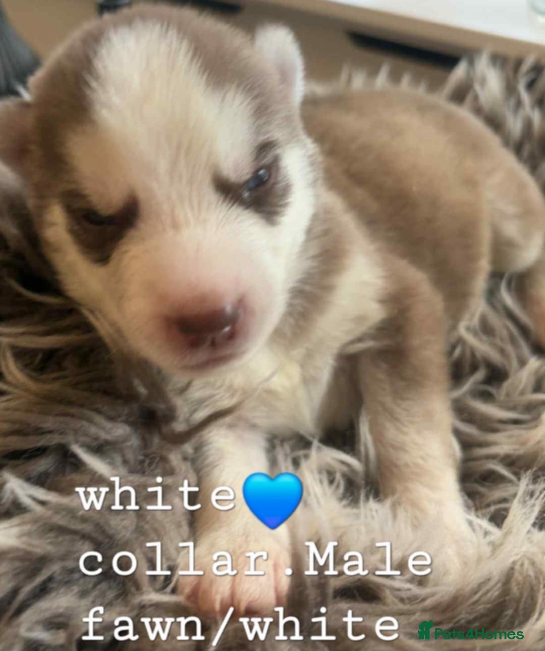 Siberian Husky dogs for sale: Siberian Husky puppies  - Image 5