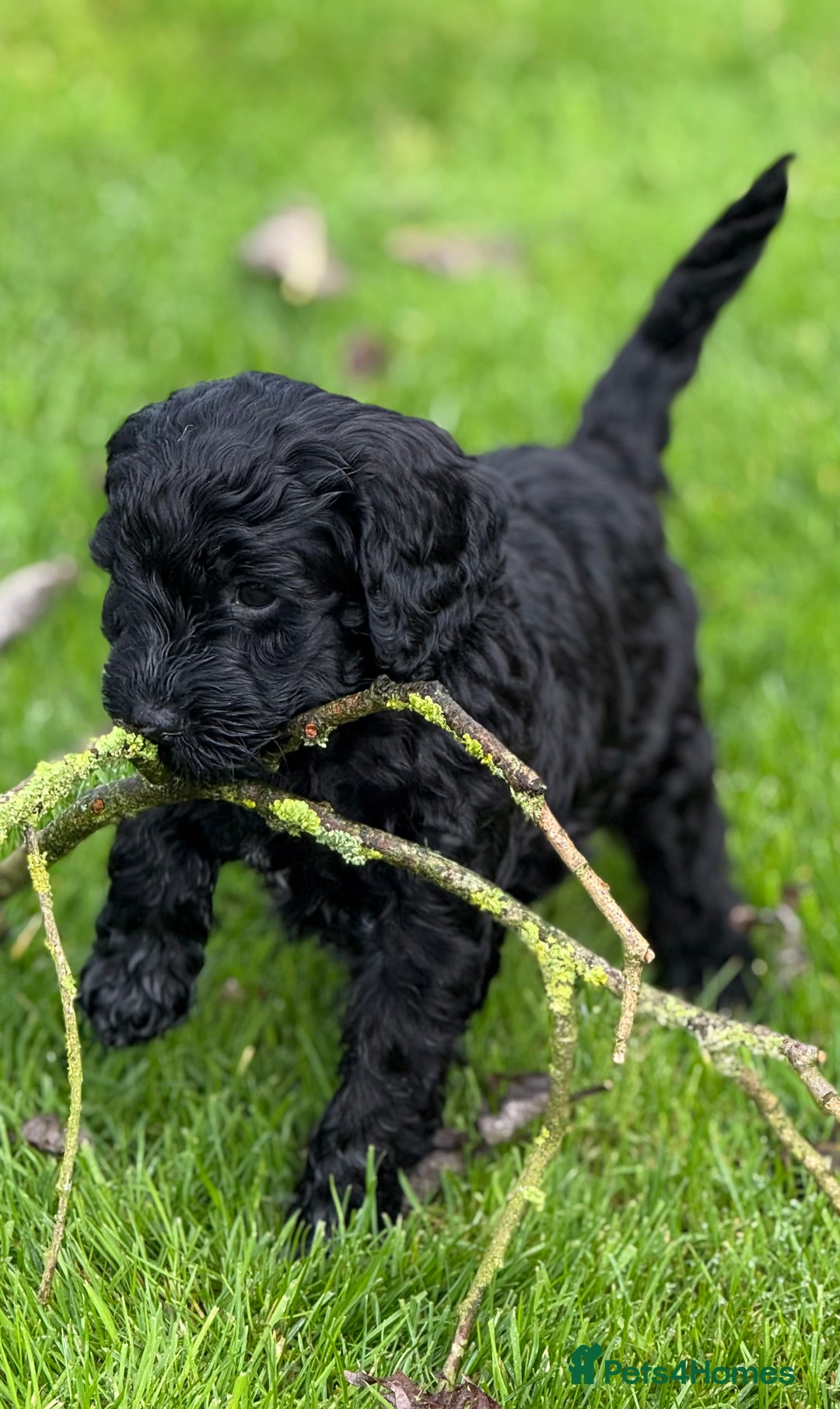 Mixed Breed dogs for sale: 🐾F3 Irish X Australian Labradoodle Puppies  - Advert 29
