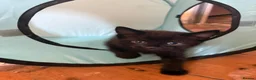 Domestic Shorthair cats for sale: Adorable kittens for sale  - Advert 4
