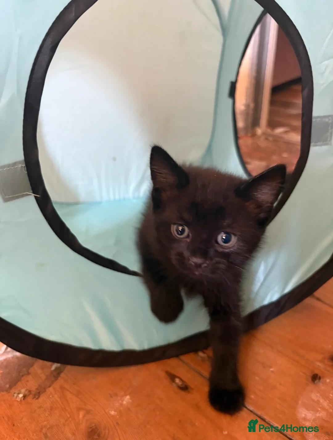 Domestic Shorthair cats for sale: Adorable kittens for sale  - Advert 4