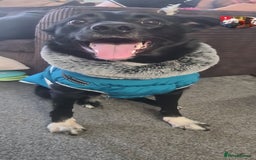 Welsh Collie dogs for sale: Pippa (Female welsh collie) - Image 8