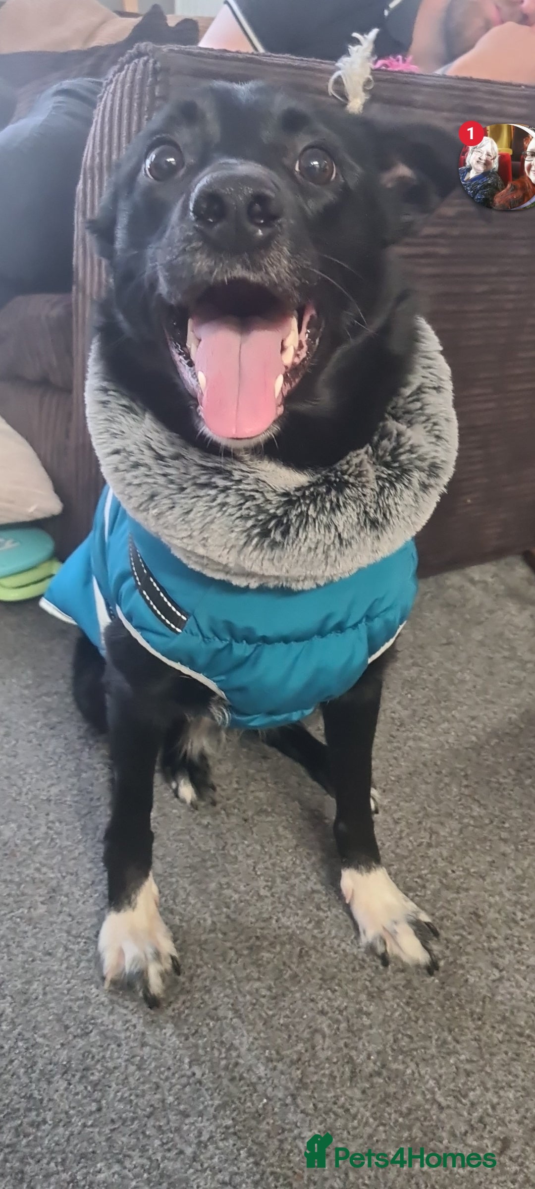 Welsh Collie dogs for sale: Pippa (Female welsh collie) - Image 8