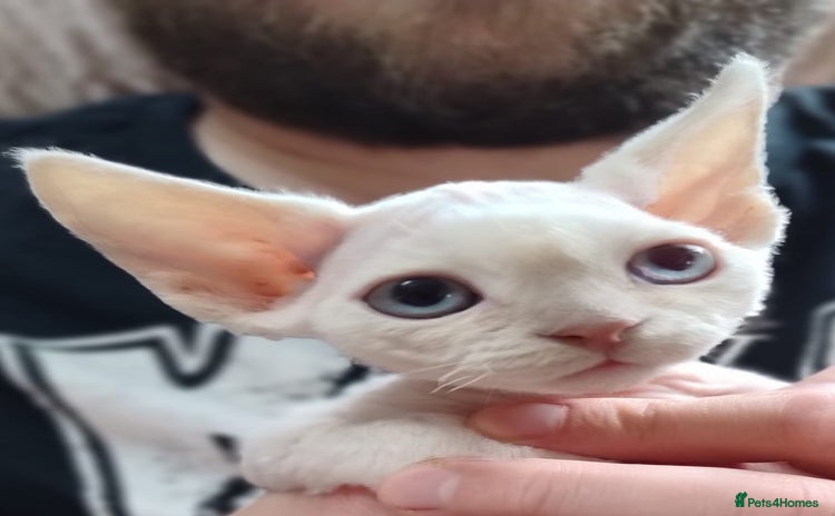 Devon Rex cats - Advert 1