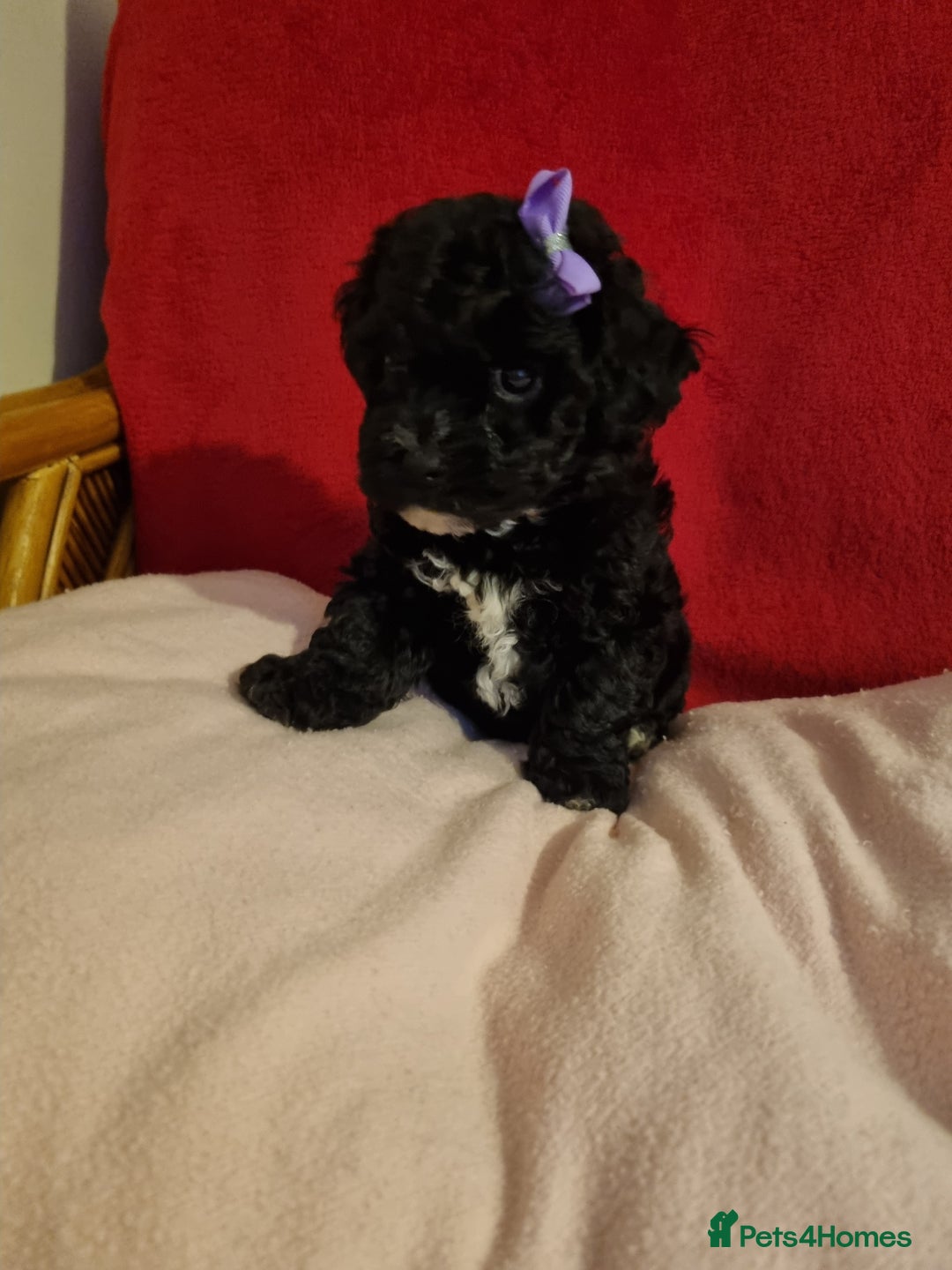 Bichon Frise dogs for sale: 2 Bichon puppies for sale  - Image 15
