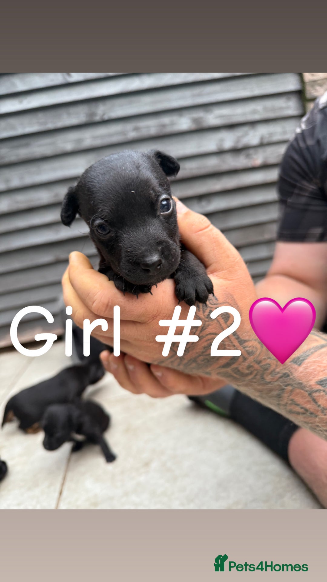 Patterdale Terrier dogs for sale: Patterdale terrier puppies for sale  - Image 2