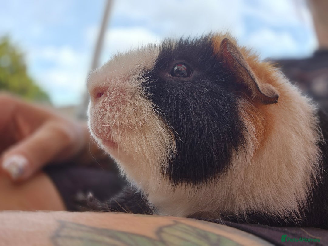 Guinea Pig rodents for sale: 2 male guinea pigs  - Image 2