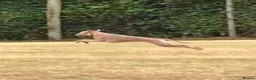 Italian Greyhound dogs for stud: Italian greyhound for stud  - Advert 4