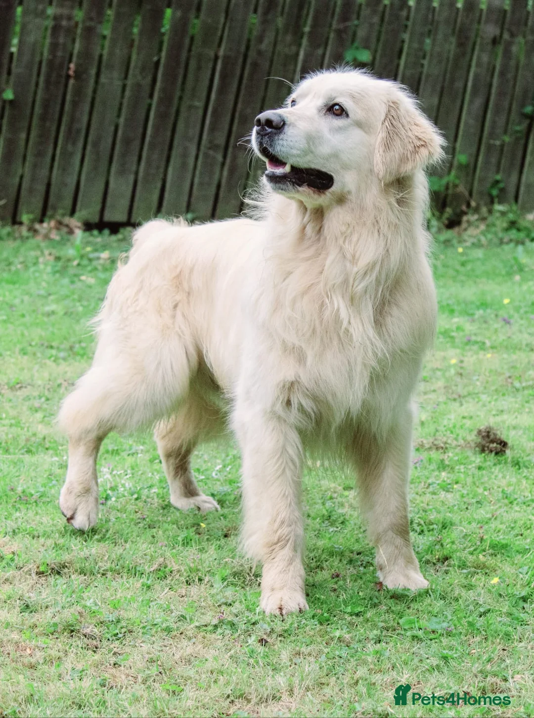 Golden Retriever dogs for stud: OUTSTANDING PEDIGREE EXCEPTIONALLY HEALTH TESTED in Doncaster - Advert 2