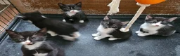 Mixed Breed cats for sale: 4 lovely kittens looking for new home 🏡  in Thetford - Advert 5