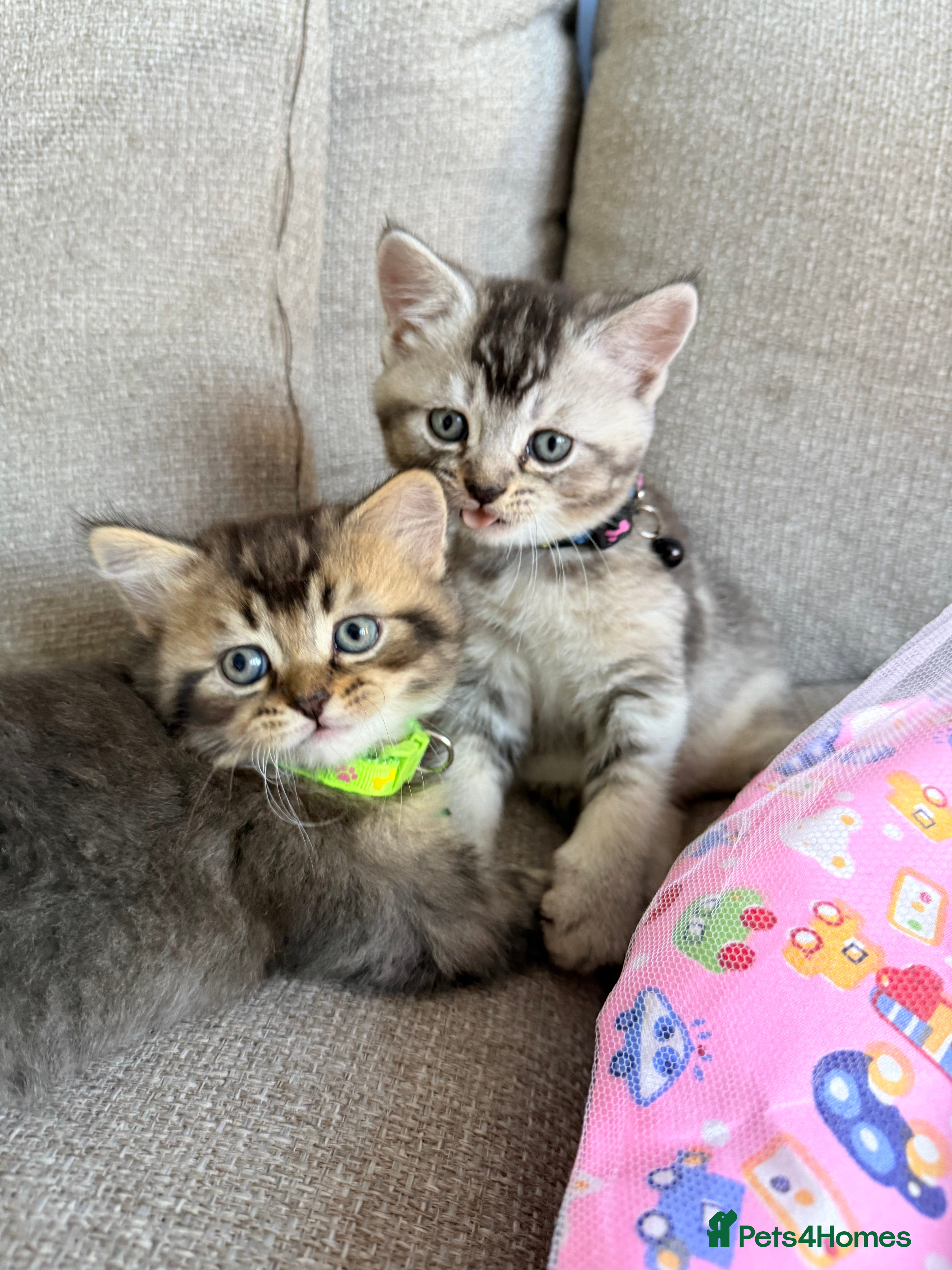 Scottish Fold cats  * Beautiful Scottish Straight Kittens for Sale! - Advert 18