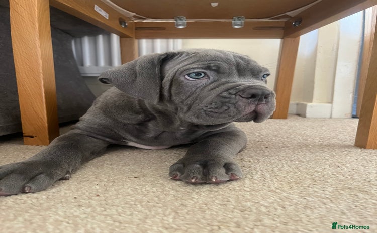 Cane Corso dogs - Advert 16