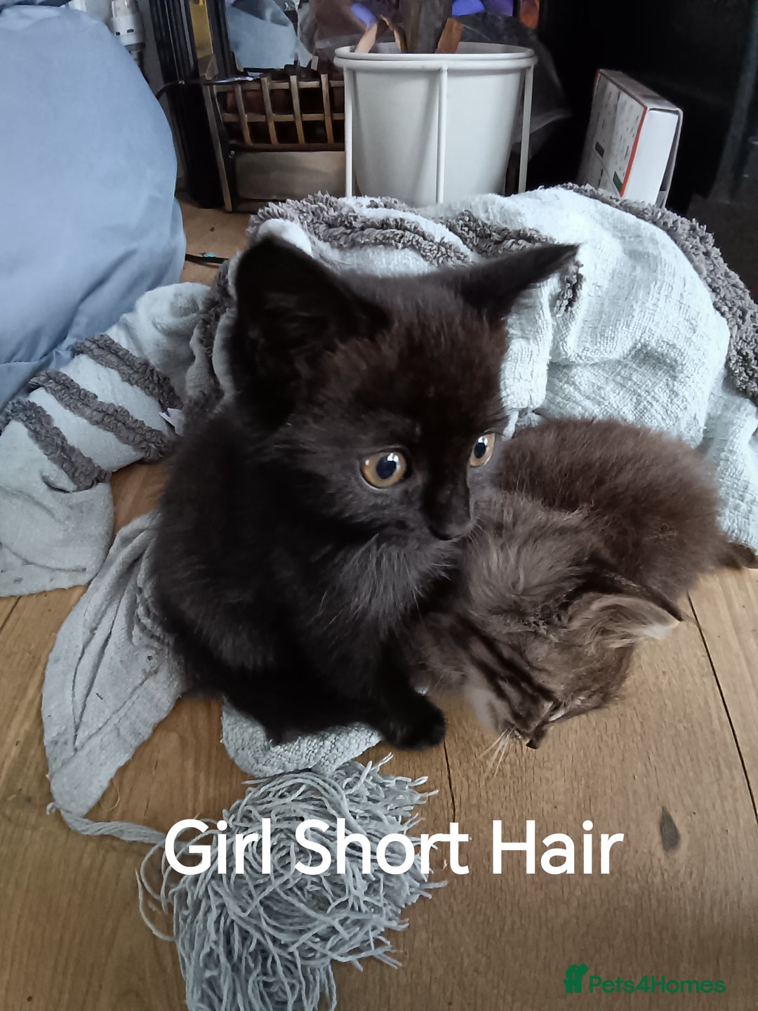 Mixed Breed cats for sale: Kittens Long Hair and Short Hair - Image 3