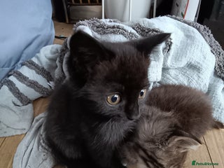 Mixed Breed cats - Advert 10