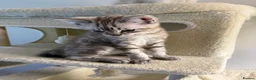 Ragdoll cats for sale: Beautiful Ragdoll x Bengal kittens - Advert 13