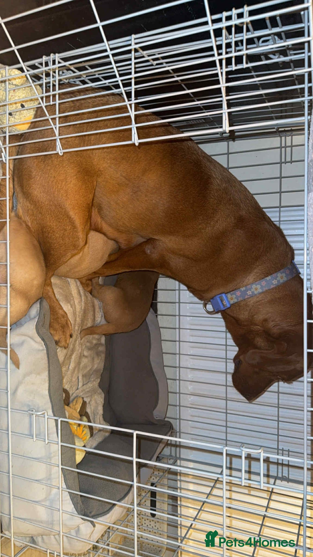 Labrador Retriever dogs for sale: Stunning Fox red labradors  - Image 4