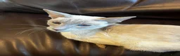 Siamese cats for sale: Beautiful Siamese kittens - Advert 6
