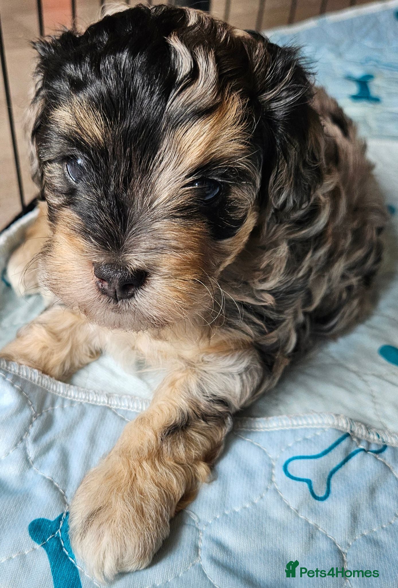 Maltipoo dogs Beautiful Blue Merle Maltipoos - Advert 1