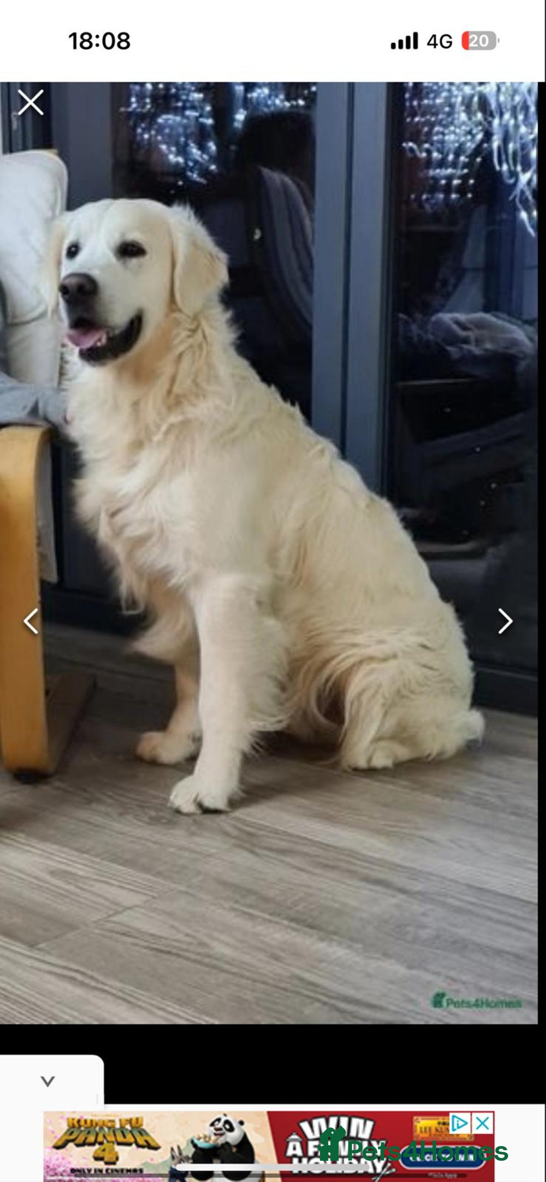 Golden Retriever dogs for sale: Looking for a loving home - Advert 1