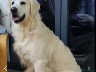 Golden Retriever dogs Looking for a loving home - Advert 6