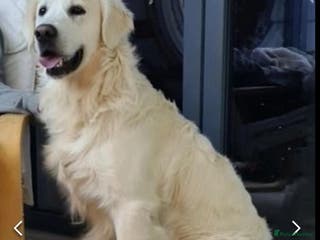 Golden Retriever dogs Looking for a loving home - Advert 5