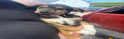 Huntaway dogs for sale: Beautiful Huntaway X Collie Pups - Advert 7