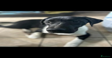 Mixed Breed dogs - Advert 15