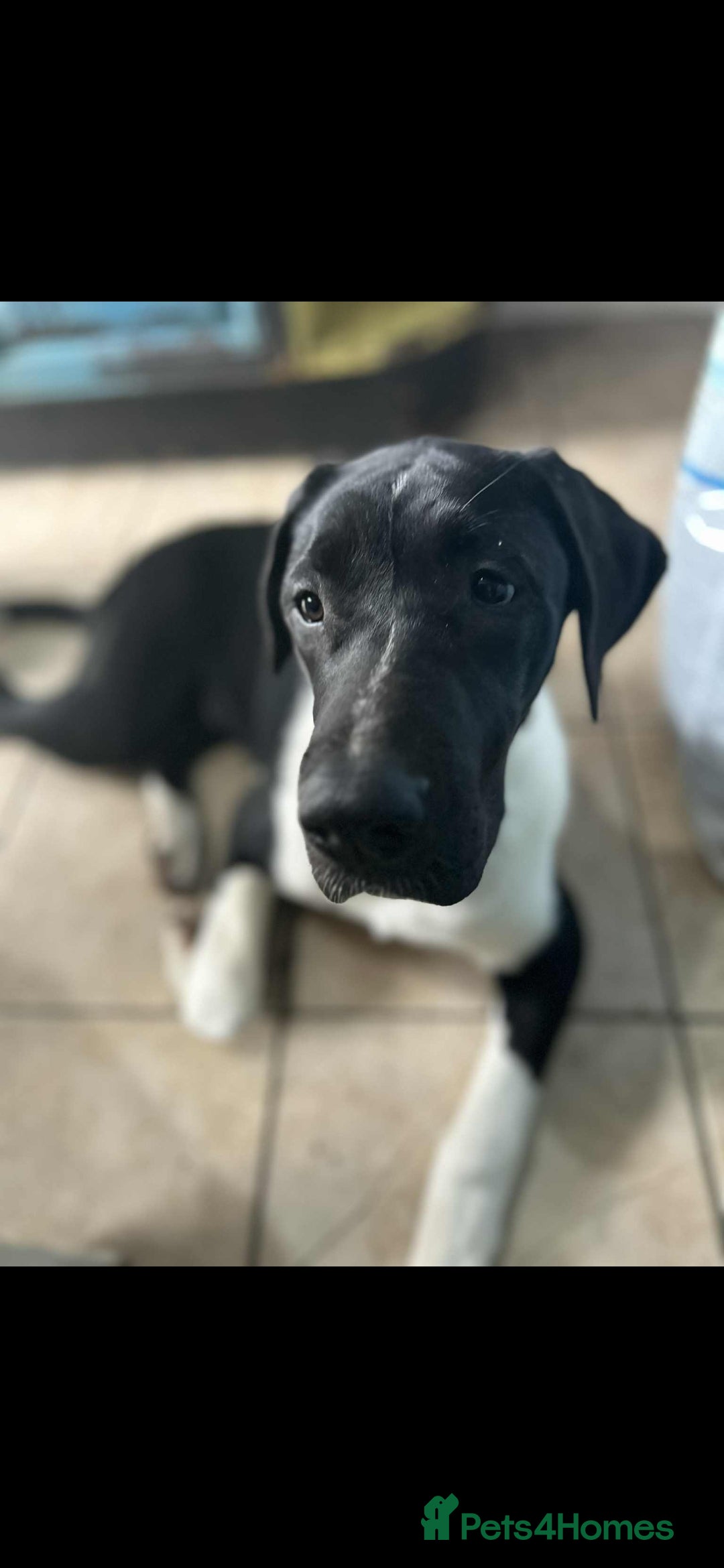 Mixed Breed dogs for sale: Great dane / American akita  pups  - Image 3
