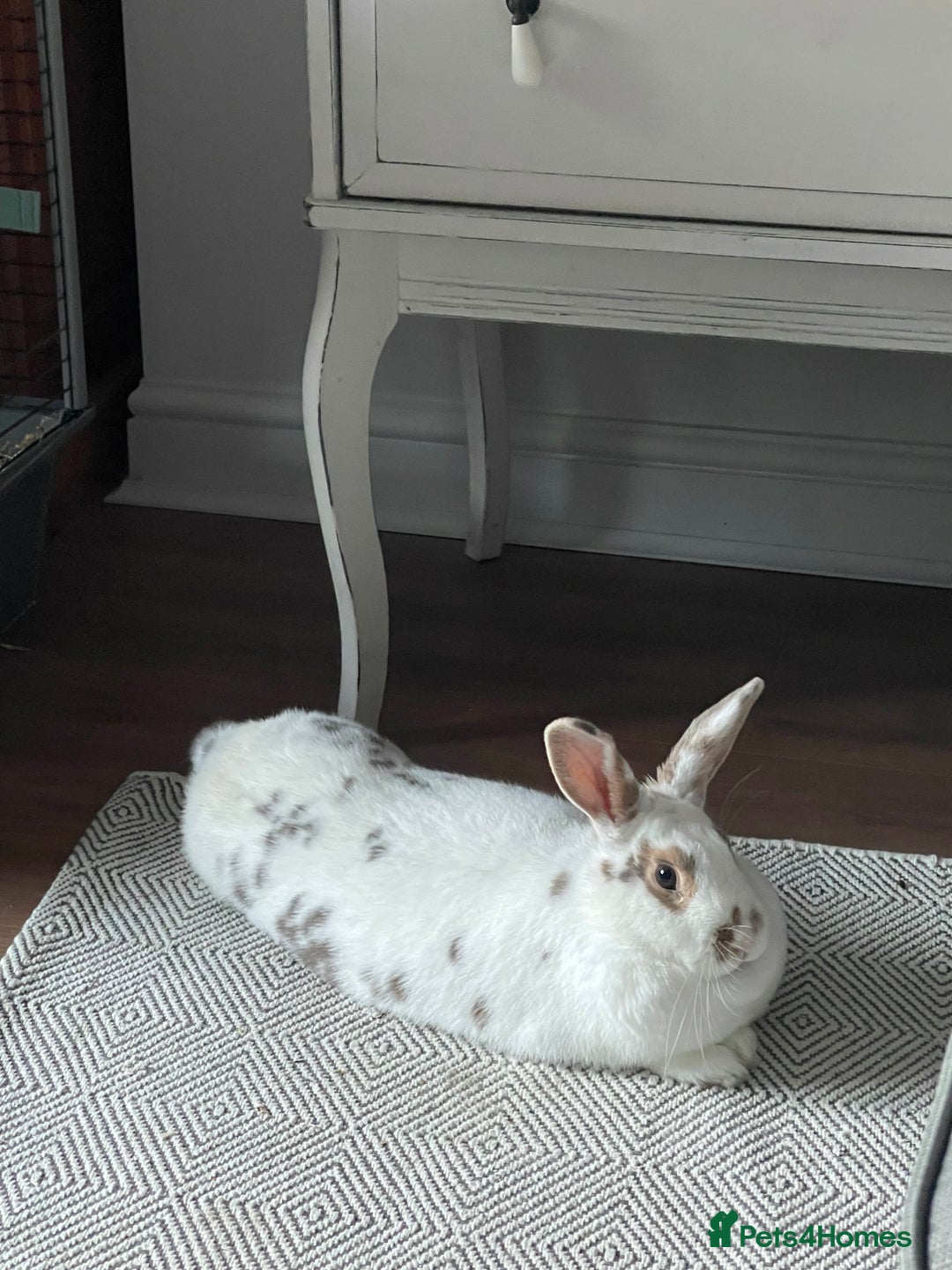 Mini Lop rabbits for sale: Baby rabbits coming soon - Advert 3