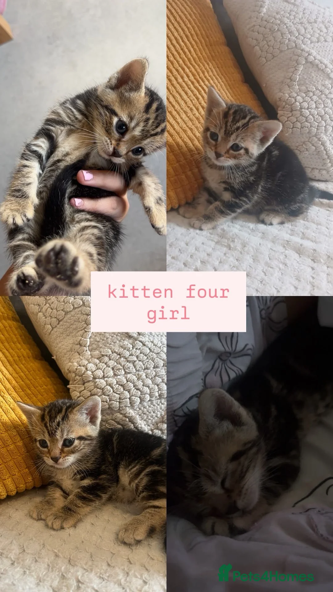 Bengal cats for sale: 🩷🩵 BEAUTIFUL BENGAL MIX KITTENS! 🩵🩷 - Advert 7