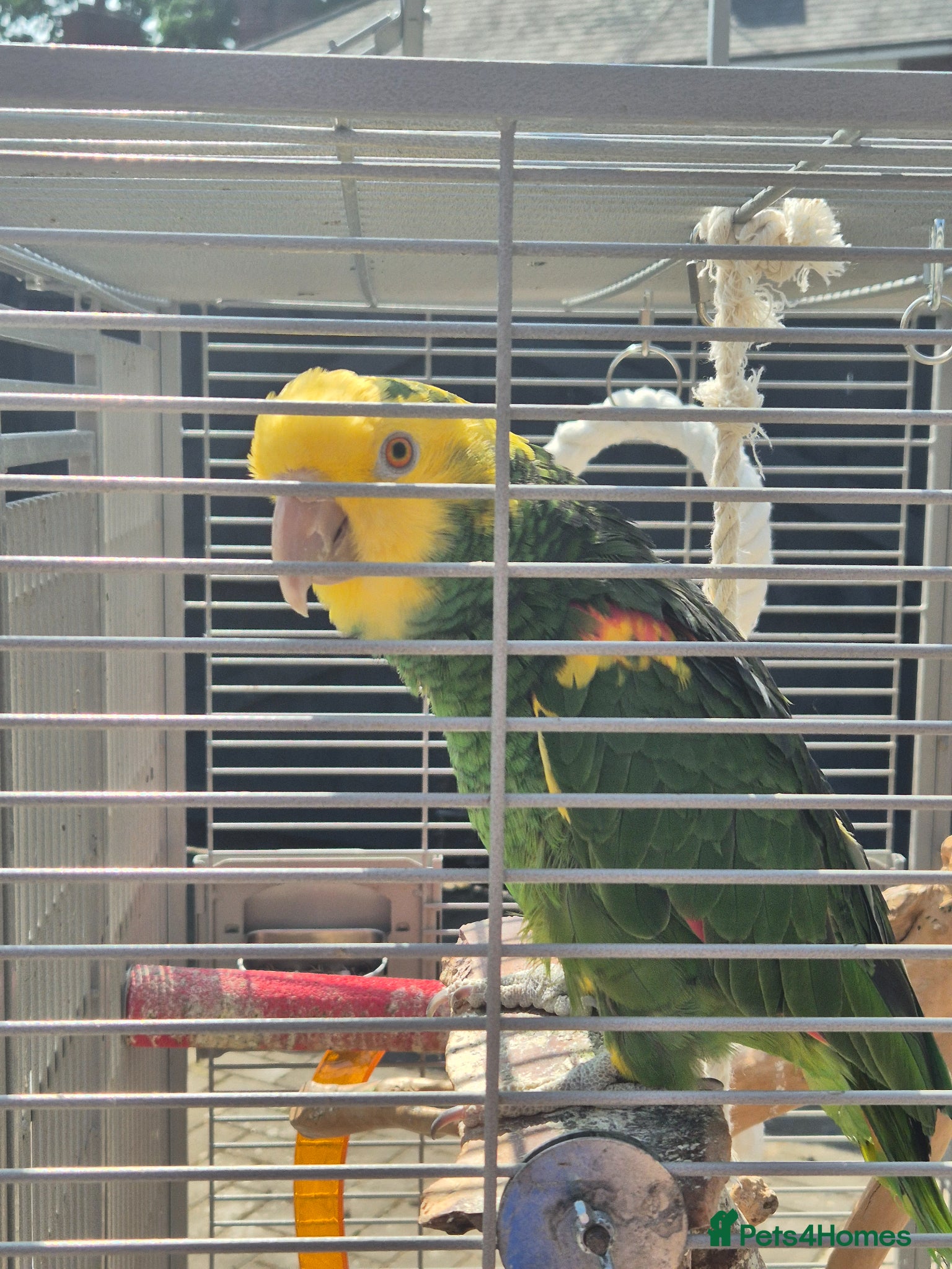 Parrots birds for sale: mario in Hull - Advert 2