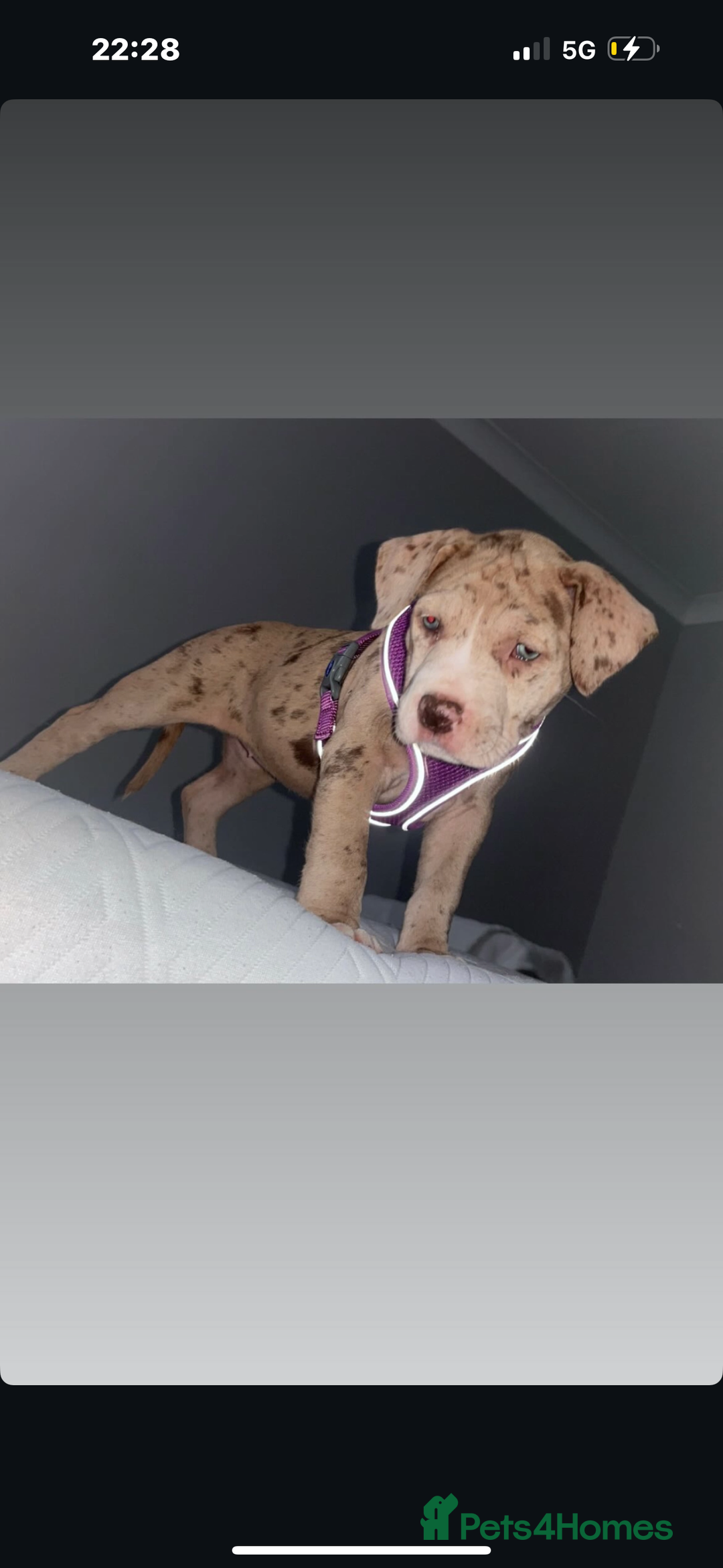 Mixed Breed dogs for sale: American Bulldog X Mastiff mix  - Image 1