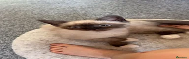 Persian 2