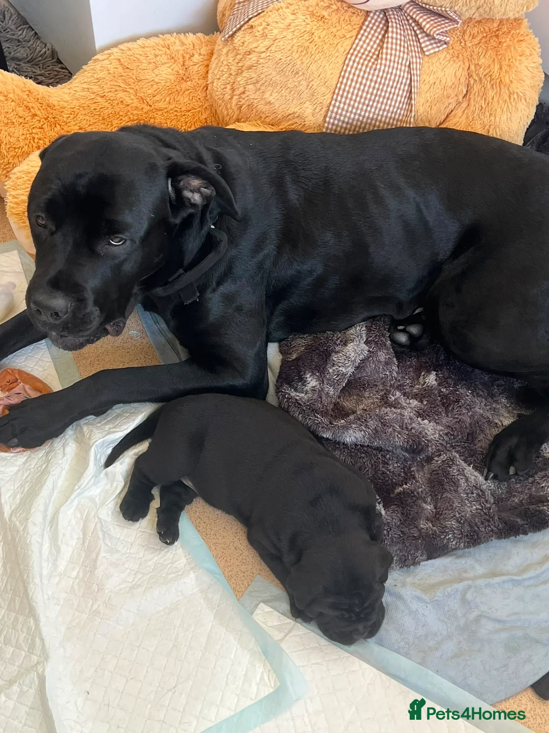 Cane Corso dogs for sale: Cane corso x Rottweiler puppy  in Stevenage - Advert 2