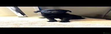 Labrador Retriever 2