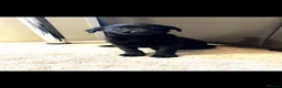 Labrador Retriever dogs for sale: Labrador puppies  - Advert 4