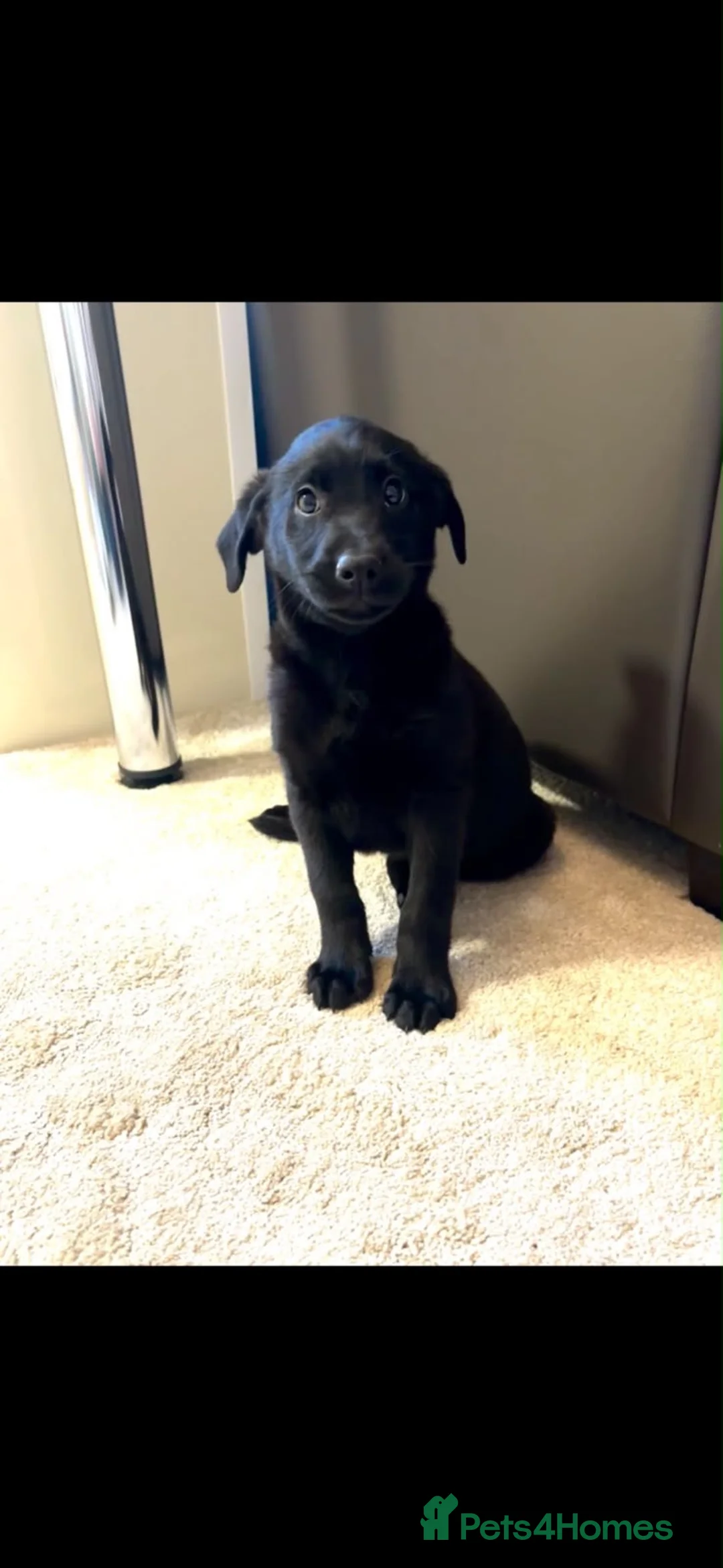 Labrador Retriever dogs for sale: Labrador puppies  - Advert 4