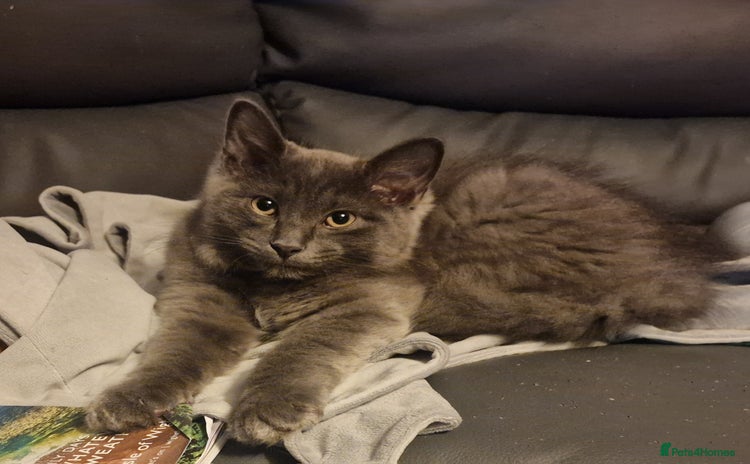 Mixed Breed cats - Advert 15